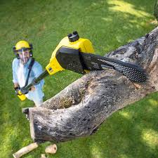 Tree and Shrub Care in Hewitt, TX