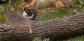 Professional Tree Care Services in Hewitt, TX